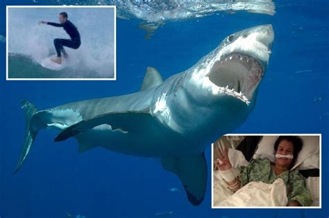 Fearing the shark would attack again, Matteo Mariotti pulled out his camera and filmed what he thought were his last moments off the 1770 Beach in Queensland,. . Manila shark attack video